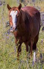 Naklejka na ściany i meble Wild Horse in Spring Wildflowers near the Salt river in the Arizona Desert