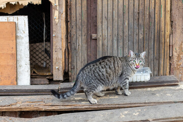 Obraz premium homeless cat on the background of an abandoned house