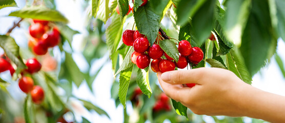 Female hands is picking organic cherry berries from the tree. Summer harvest of cherry garden. Farming and growing ecological berries concept.