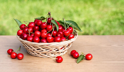 Fototapeta na wymiar Wicker basket is full ripe organic cherry berrieson on wooden table in a garden, blurred green grass on background. Outdoor still life fresh food. Farming and growing ecological berries concept.