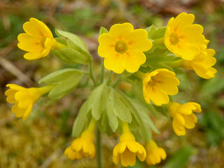 Close up of Cowslips (Primula veris) flowering in an orchard
