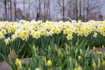 Obraz premium Prato di narcisi bianchi in format orizzontale 