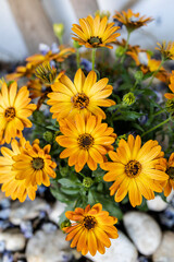 Close up of blooming yellow daisies in the garden in spring
