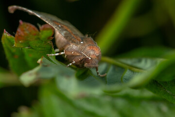 Owlet moth sitting on a green leaf on a summer sunny day macro photography. The herald moth sitting on a potato plant in summertime close-up photo.