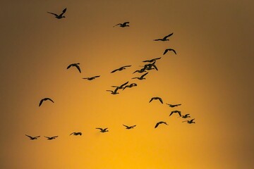 Group of great cormorant birds flying in the beautiful sky