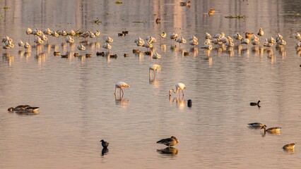 Group of greater flamingos in a beautiful lake