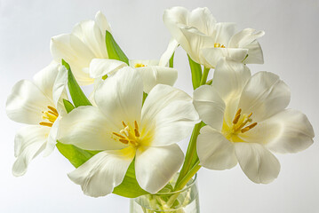 white tulips on a white background close-up