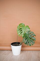 Monstera