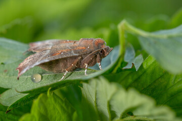 Owlet moth sitting on a green leaf on a summer sunny day macro photography. The herald moth sitting on a potato plant in summertime close-up photo.