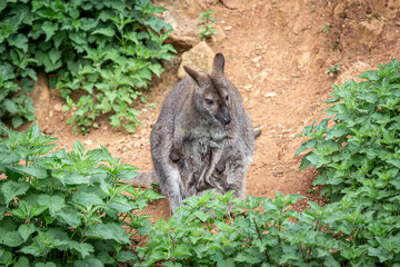 Bennett's Wallaby with baby in pouch. Macropus rufogriseus. Cabárceno Nature Park, Cantabria, Spain.