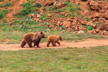 Brown bear mother with cub. Ursus arctos. Cabárceno Nature Park, Cantabria, Spain.