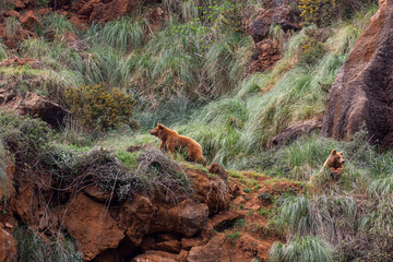 Brown bears on top of the mountain. Ursus arctos. Cabárceno Nature Park, Cantabria, Spain.