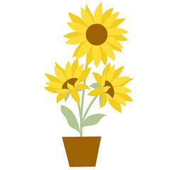 Illustration of Flat sunflower 