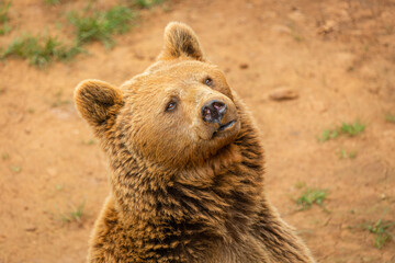 Close-up of the head of a brown bear. Ursus arctos. Cabárceno Nature Park, Cantabria, Spain.