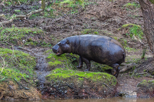 Pygmy hippopotamus out of the water. Choeropsis liberiensis, Cab&aacute;rceno Nature Park, Cantabria, Spain.