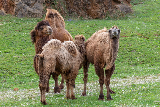 Bactrian camel family. Camelus bactrianus. Cabárceno Nature Park, Cantabria, Spain.