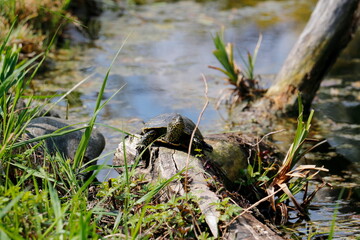 Wasserschildkröte rastet am Baumstamm