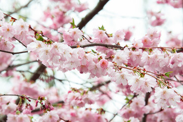 Selective focus of beautiful branches of pink Cherry blossoms on the tree under blue sky, Beautiful Sakura flowers during spring season in the park, Flora pattern texture, Nature floral background.