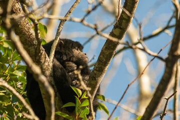 Closeup of a cute brown Black howler monkey sitting on a tree in Argentina