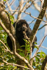 Vertical shot of a cute brown Black howler monkey sitting on a tree in Argentina