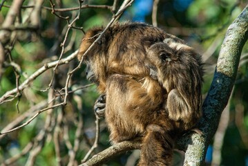 Closeup of a cute brown Black howler monkey sitting on a tree in Argentina