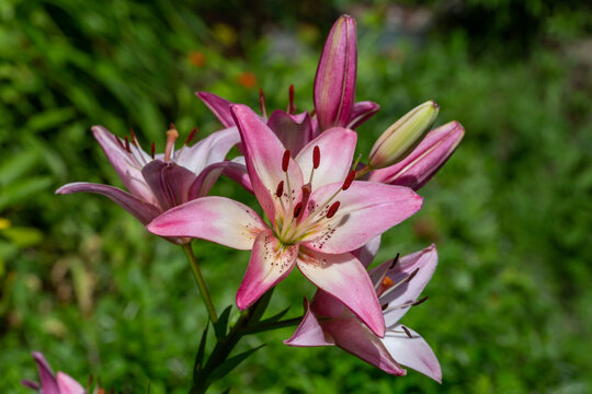 Bicolor garden lily on a summer sunny day macro photography. Blooming daylily with bicolor petals in summer close-up photo. Pink white lily on a green background.