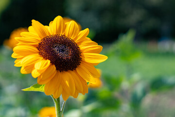Obraz premium Die Schönheit einer Sonnenblume