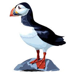 Puffin Cute Atlantic Seabird standing on a rock Vector Illustration isolated on white 