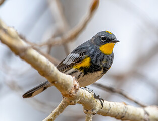 Yellow-rumped Warbler