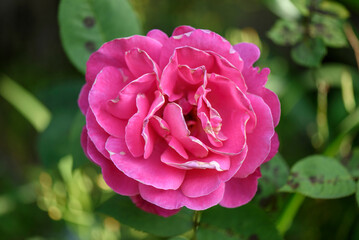 pink rose in garden
