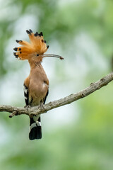 Hoopoe,  hudhud, sagacious birds in Islam taken from Lawachora forest, sylhet, Bangladesh. Hudhud has been mentioned twice in the Holy book Quran.
