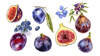 Set ripe fig fruit, slice, plum, blueberry, grape, olives isolated on white. Watercolor handrawing botanic illustration - 592321451
