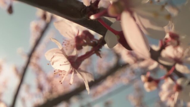 Blooming almond tree in autumn