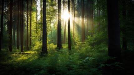 Fototapeta premium A dense forest, the sun peeking through the trees, providing copyspace. Generative ai.