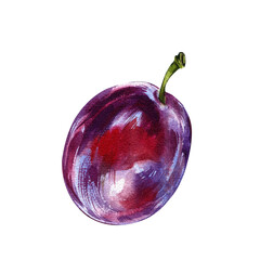 Fresh raw ripe purple plum fruit isolated on white background. Watercolor handawing botanic illustration. Art for design