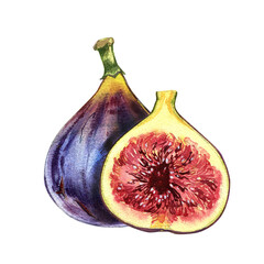 Raw fig fruit, slice isolated on white background. Watercolor handrawing botanic realistic illustration. Art for design - 592321809