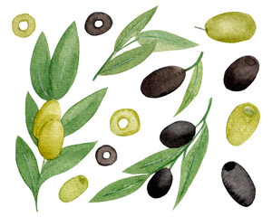 Botanical watercolor collection, green and black olives, leaves isolated on white background. For various products etc.