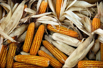 Ear of ripe corn in husk ready for harvest