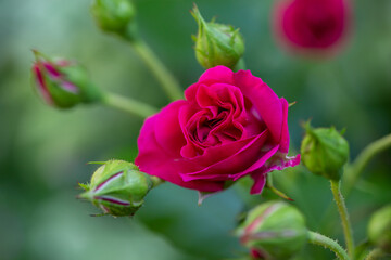 Blooming pink rose flower macro photography on a sunny summer day. Garden rose with pink petals close-up photo in the summertime. Tender rosa floral background.