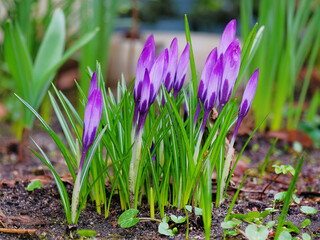 Lilac crocuses in the spring garden