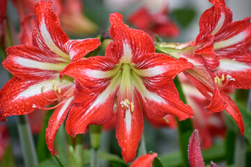 red lily in the garden