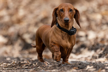 The Dachshund standard red smooth haired in nature.