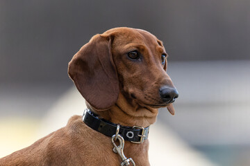 The portrait of the Dachshund standard red smooth haired in nature.
