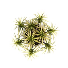 Fototapeta premium decorative flowers and plants for the interior, top view, isolated on white background, 3D illustration, cg render 