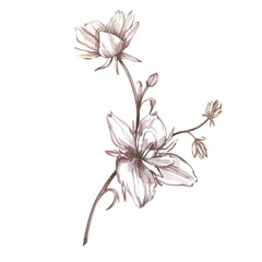 White ranunculus peony branch isolated on white background. Watercolor hand draw botanical illustration. Art for design