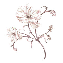 White ranunculus peony branch isolated on white background. Watercolor hand draw botanical illustration. Art for design