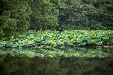 pond in the park