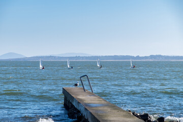 Four small sailboats sail in the Maldonado Bay, while a seagull watches them from a small dock