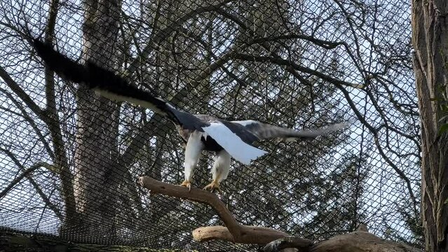 Steller's sea eagle. The eagle sits on a branch and flaps its powerful wings. Stock video. 4K