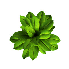 Fototapeta premium decorative flowers and plants for the interior, top view, isolated on transparent background, 3D illustration, cg render